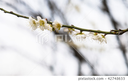 white plum blossoms closeup 42748633