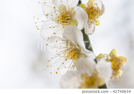 white plum blossoms closeup 42748634
