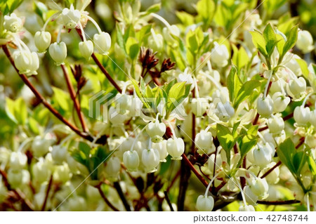 Dandannezu盛開在三鷹Senkawa公園 Dandannezu盛開在三鷹Senkawa公園 42748744