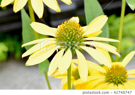 黃色的Ekinacea在三鷹中原開花 42748747