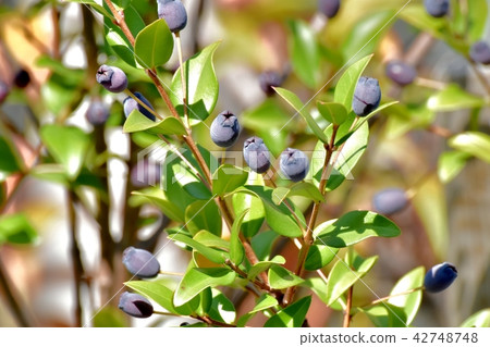 桃金孃的果實成為三鷹中原 桃金孃的果實成為三鷹中原 42748748