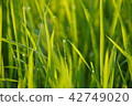 Morning dew of rice paddies 885 42749020