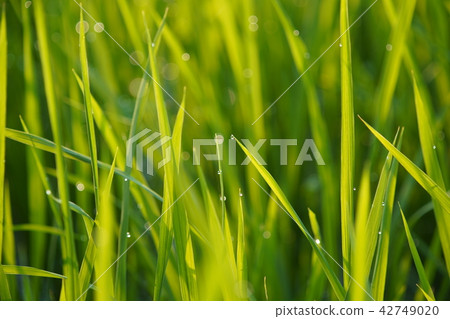 Morning dew of rice paddies 885 Morning dew of rice paddies 885 42749020