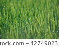 Kakefeed in paddy field 875 42749023