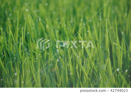 Kakefeed in paddy field 875 Kakefeed in paddy field 875 42749023