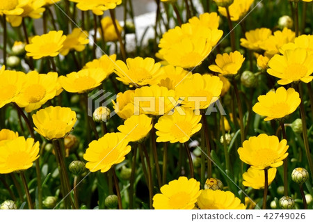 Chrisanseamam盛開在三鷹Senkawa公園 Chrisanseamam盛開在三鷹Senkawa公園 42749026