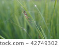 Spider of paddy field 091 42749302