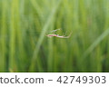 Spider of paddy field 076 42749303