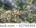 Paddy Spider 912 42749304