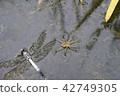Spider of paddy field 099 42749305