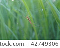 Spider of paddy field 084 42749306