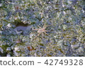 Paddy Spider 902 42749328