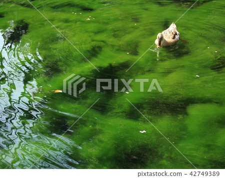 Swimming duck Swimming duck 42749389