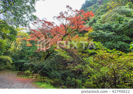 秋天的場景·Momiji 8 42749822