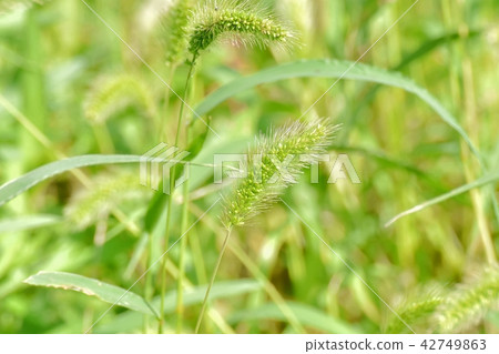 Enokorogasa盛開在三鷹中原 42749863