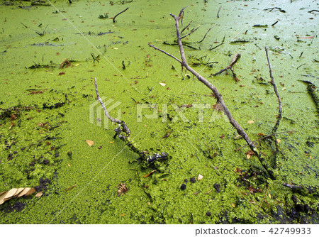 Freshness Green Duckweed Freshness Green Duckweed 42749933