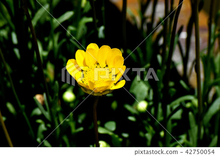 開花在三鷹中原的黃色Chrisan Celemas 開花在三鷹中原的黃色Chrisan Celemas 42750054