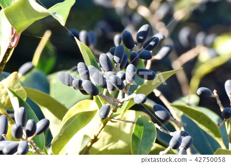 The fruit of a rat that becomes Mitaka Nakahara The fruit of a rat that becomes Mitaka Nakahara 42750058