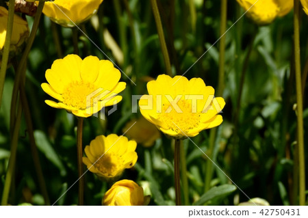 開花在三鷹中原的黃色Chrisan Celemas 開花在三鷹中原的黃色Chrisan Celemas 42750431