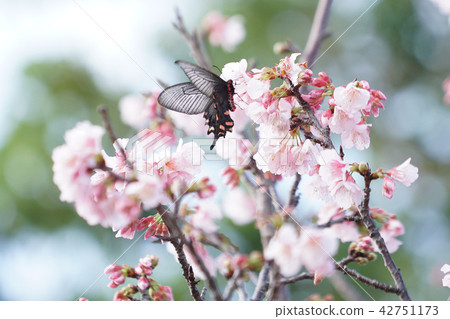 蝴蝶被困在一朵花 42751173