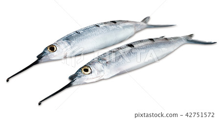 needle-fish 42751572
