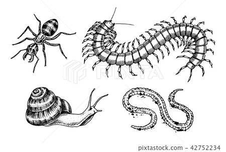 Big set of insects. Bugs Beetles Snail, Worm Centipede Ant Scolopendra Tattoo. Vintage Pets in house 42752234