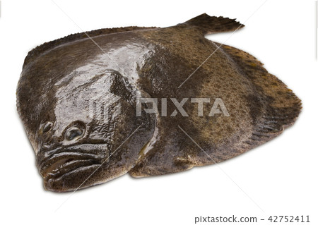 Turbot fish 42752411
