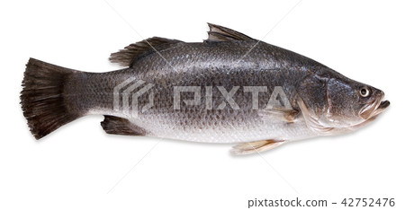 seabass 42752476