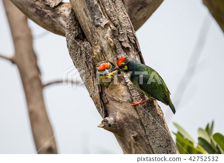 coppersmith barbet (Megalaima haemacephala) coppersmith barbet (Megalaima haemacephala) 42752532