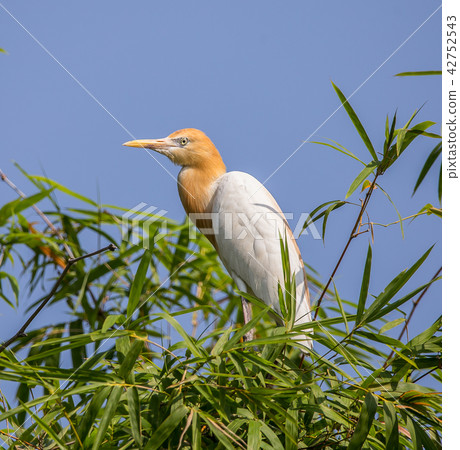 Eastern Cattle Egret ( Bubulcus coromandus ) Eastern Cattle Egret ( Bubulcus coromandus ) 42752543