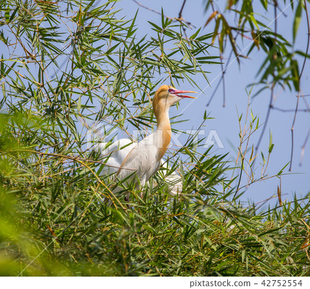 Eastern Cattle Egret ( Bubulcus coromandus ) Eastern Cattle Egret ( Bubulcus coromandus ) 42752554