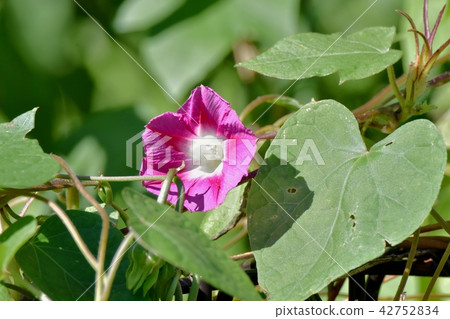Pink morning glory which blooms in Mitaka Nakahara Pink morning glory which blooms in Mitaka Nakahara 42752834