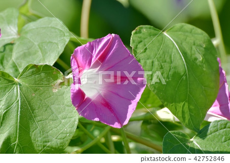Pink morning glory which blooms in Mitaka Nakahara Pink morning glory which blooms in Mitaka Nakahara 42752846