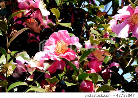 Pink sasanqua blooming in Mitaka Nakahara 42752847