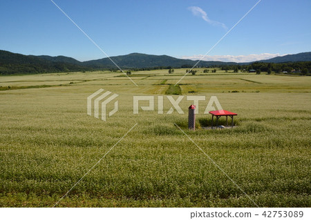 蕎麥田 蕎麥田 42753089