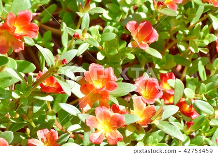 Hana草本琺瑯在三鷹中原開花 Hana草本琺瑯在三鷹中原開花 42753459