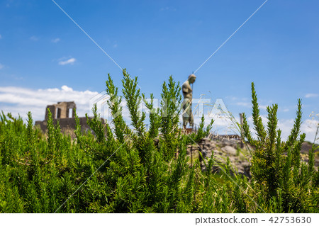 Fresh Rosemary Herb grow outdoor. Fresh Rosemary Herb grow outdoor. 42753630