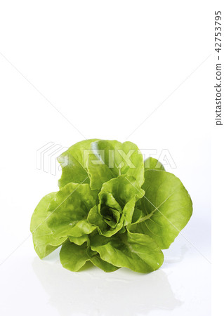 butterhead lettuce on a white background butterhead lettuce on a white background 42753795
