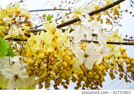 Cassia hybrid flower has white and yellow color 42753903