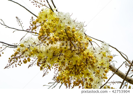 Cassia hybrid flower has white and yellow color Cassia hybrid flower has white and yellow color 42753904