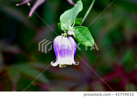 盛開在三鷹中原的櫻花 42754010