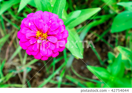 Zinnia flower blooming in garden green background Zinnia flower blooming in garden green background 42754044