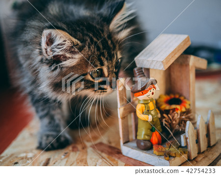 The cat sniffs the figure. The cat sniffs the figure. 42754233