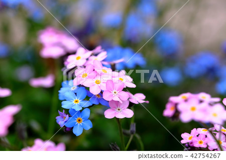 Forgiveness Wasenagusa True love Forgiveness Wasenagusa True love 42754267