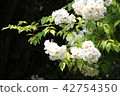 Marie-Antoinette的花園花 42754350