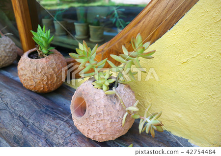cactus plant in the flowerpot 42754484
