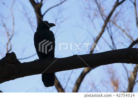 瓢蟲玻璃 42754514