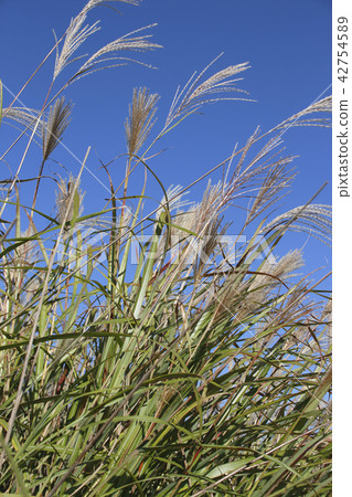 Remains remaining near Karuizawa, Shin-Etsu Main Line (Yokohama) waste line trace 42754589