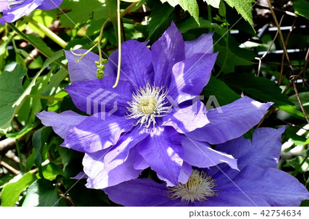 開花在三鷹中原的藍色紫色鐵線蓮屬 開花在三鷹中原的藍色紫色鐵線蓮屬 42754634