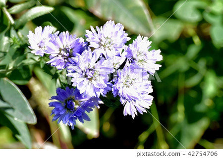 Shunconaster blooming in Mitaka Nakahara 42754706